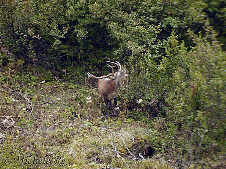 PASSIONE PER IL CERVO